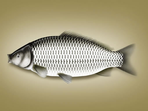 BIG Finishes Initial Sequencing of the Carp Genome