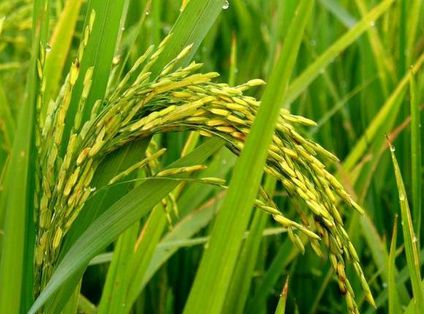 Genome-Wide Association Studies Coming of Age in Rice
