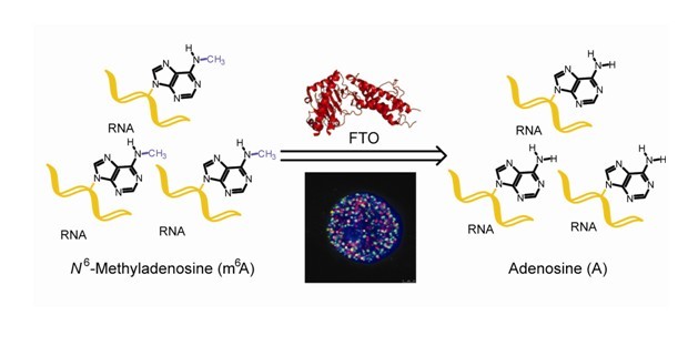 N6-Methyladenosine in nuclear RNA is a major substrate of the obesity-associated FTO