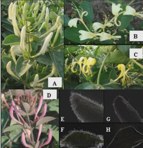 BIG Studied The Chinese medicinal plant Lonicera japonica thumb