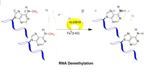 Mammalian RNA Demethylase ALKBH5 Impacts RNA Metabolism and Mouse Fertility