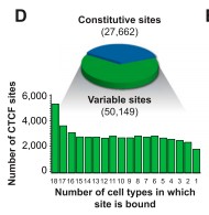 A Link Found Between Variable CTCF Occupancy and DNA Methylation