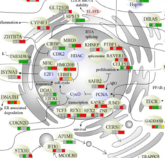 Chromosome 19p in Alzheimer’s Disease: When Genome Meets Transcriptome