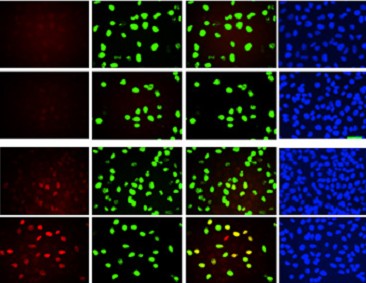 Scientists Reveal a New Mechanism Regulates Translesion DNA Synthesis