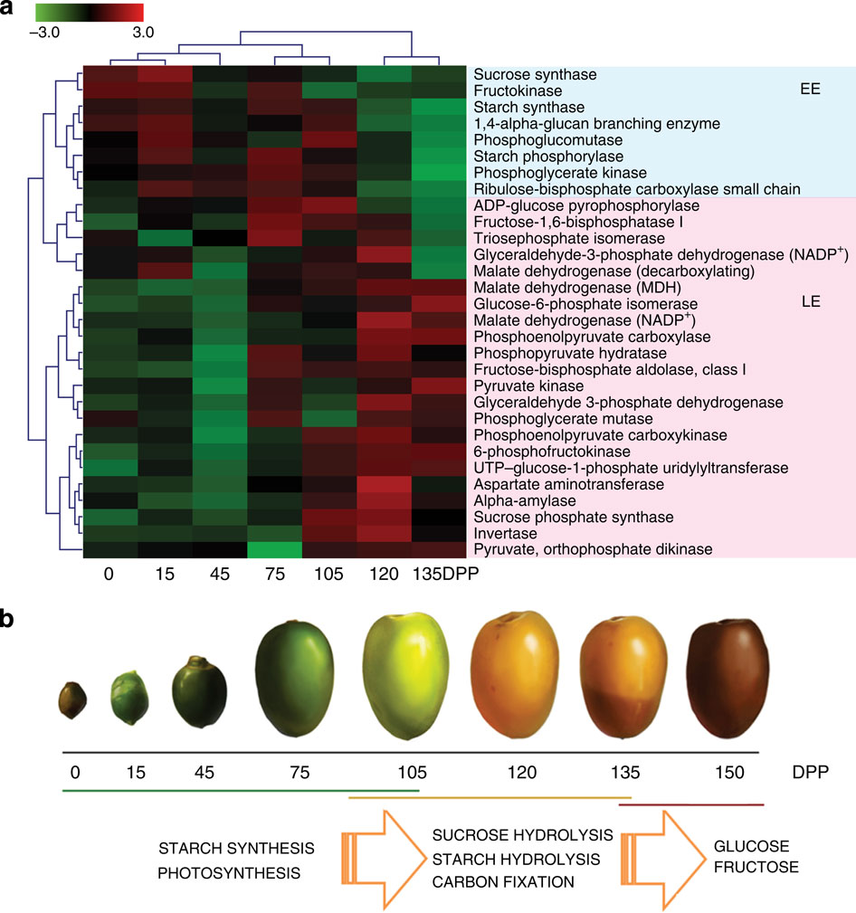 Genome Sequencing and Functional Research of Date Palm