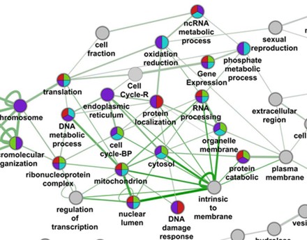 Functional Networking of Human Divergently Paired Genes (DPGs)