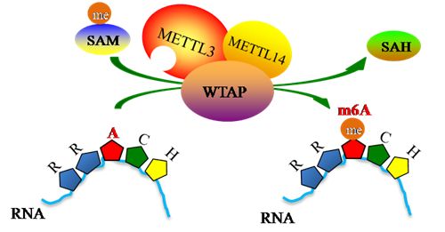 New discovery reveals WTAP as a regulatory subunit of the RNA N6-methyladenosine methyltransferase