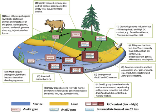 A unified view of bacterial land colonization