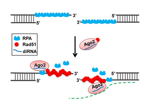 New discovery reveals that Ago2 facilitates Rad51 recruitment and DNA double-strand break repair