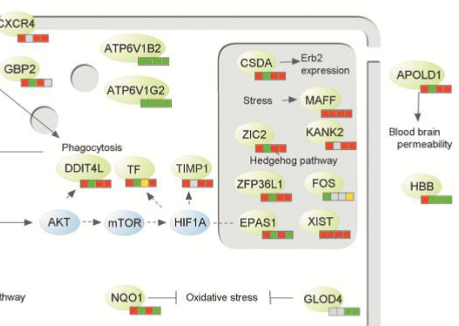 Robust gene dys-regulation in Alzheimer’s brains