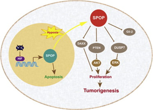 SPOP Protein plays the key role in the Kidney Tumorigenesis