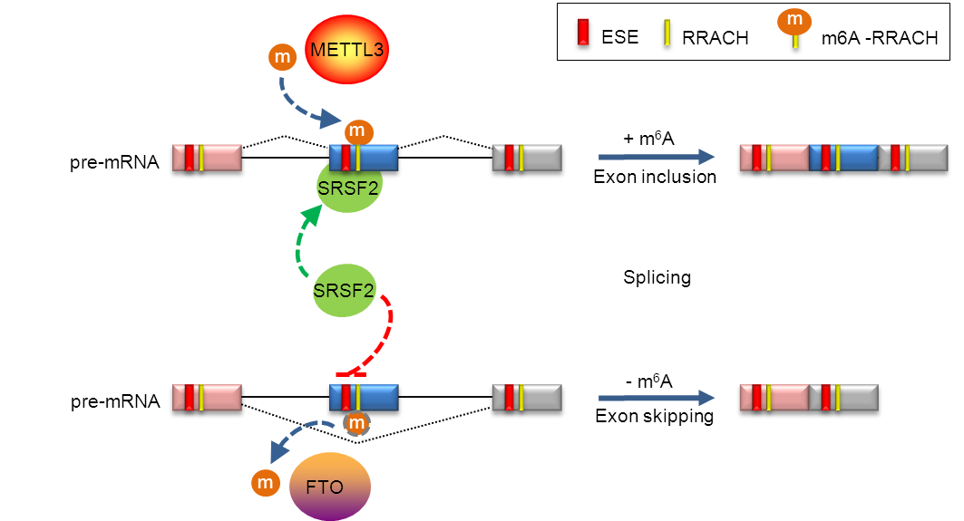 FTO-dependent demethylation of N6-methyladenosine regulates mRNA splicing and is required for adipogenesis