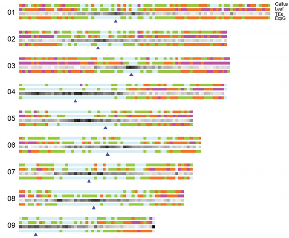 Transcriptome-wide N6-methyladenosine Profiling of Rice Callus and Leaf Reveals the Presence of Tissue-specific Competitors Involved in Selective mRNA Modification