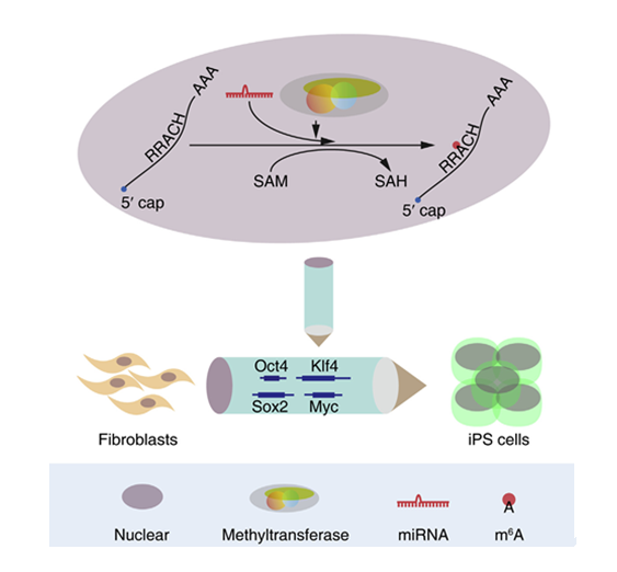 M6A RNA Methylation is Regulated by microRNAs and Promotes Reprogramming to Pluripotency