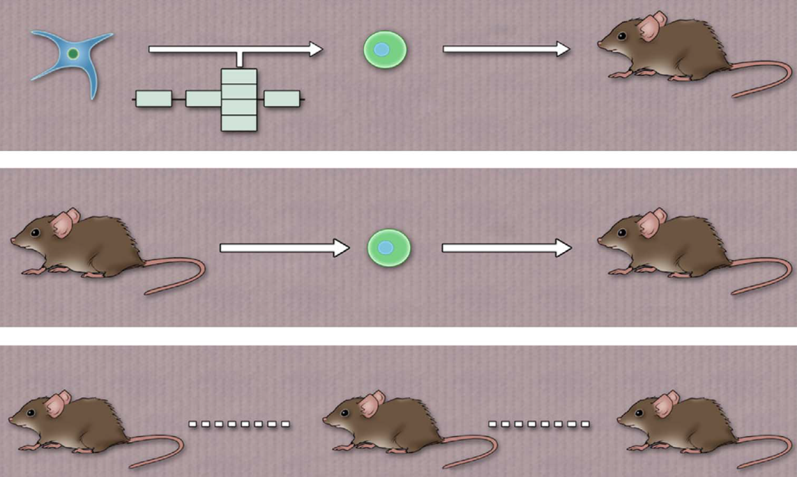 Unique Features of Mutations Revealed by Sequentially Reprogrammed Induced Pluripotent Stem Cells