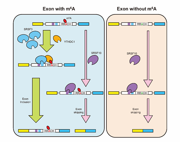 Nuclear N6-methyl-adenosine (m<sup>6</sup>A) Reader YTHDC1 Regulates mRNA Splicing