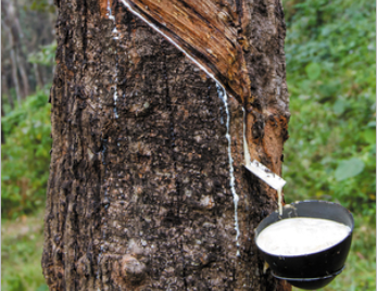Rubber Tree Genome Unlocks Secrets in Species Adaptation and Rubber Production