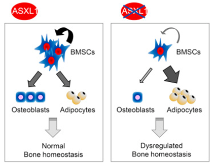 New Study Reveals a Pivotal Role of Multi-potent Bone Marrow Stromal Cells in the Pathogenesis of Bohring-Opitz Syndrome