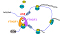 Cytoplasmic N6-methyl-adenosine (m6A) Reader YTHDF3 Promotes mRNA Translation