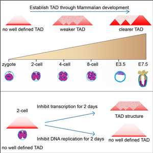 Scientists Reveal the Global 3D Chromatin Structure Reprogramming from Mammalian Gametes to Early Embryos