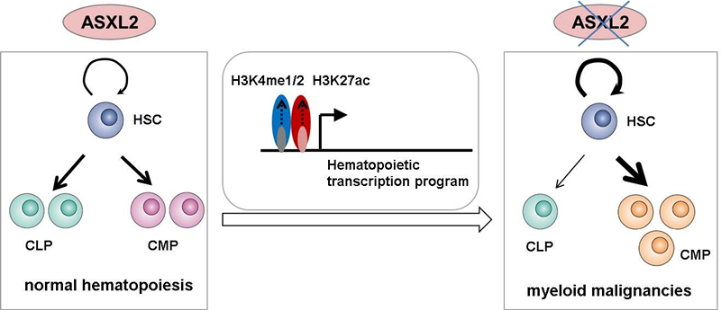 New Study Reveals a Critical Role of ASXL2 in Maintenance of Normal HSC Functions and Suppression of Myeloid Malignancies