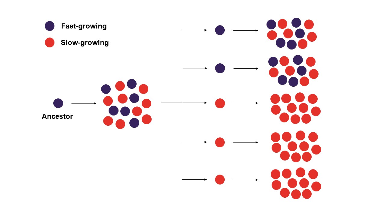 Population Size May Enable Cancer Cell to Avoid Mutational Meltdown