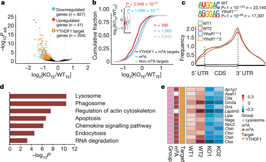 Anti-tumor Immunity Controlled Through mRNA m6A and YTHDF1 in Dendritic Cells