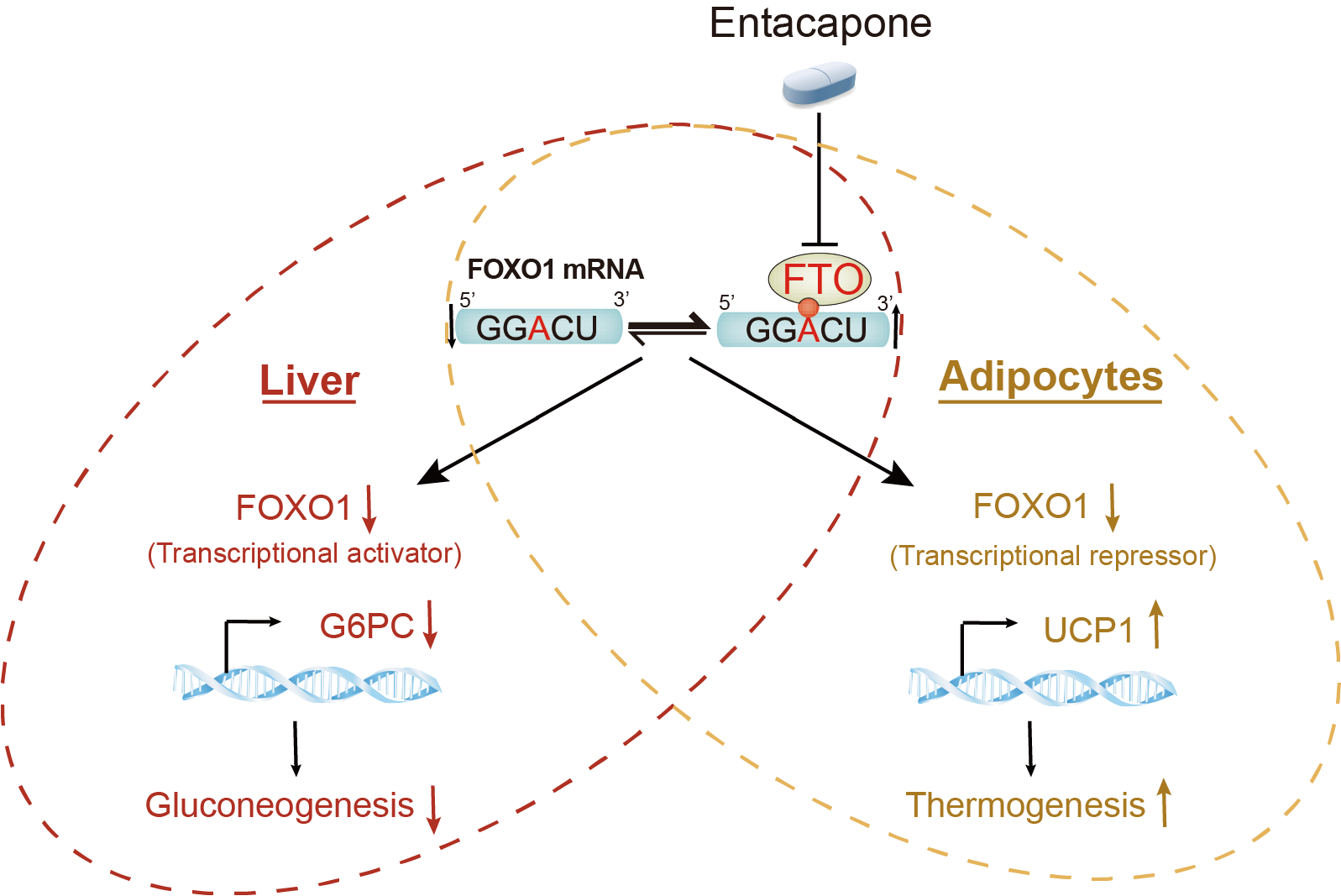 Chinese Scientists Identify Entacapone as A Chemical Inhibitor of FTO Mediating Metabolic Regulation