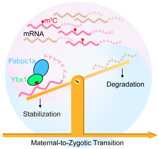 RNA 5-Methylcytosine Facilitates the Maternal-to-zygotic Transition by Preventing Maternal mRNA Decay