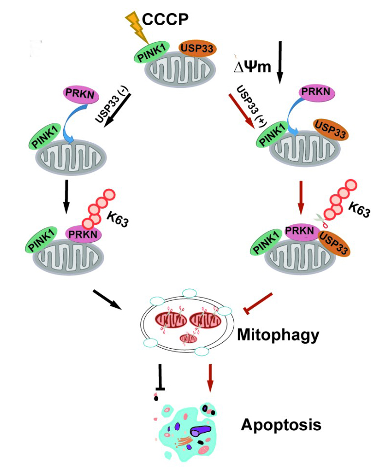 Scientists Reveal Novel Mechanism of Parkinson Disease-related Protein PRKN/Parkin in Mitochondrial Quality Control