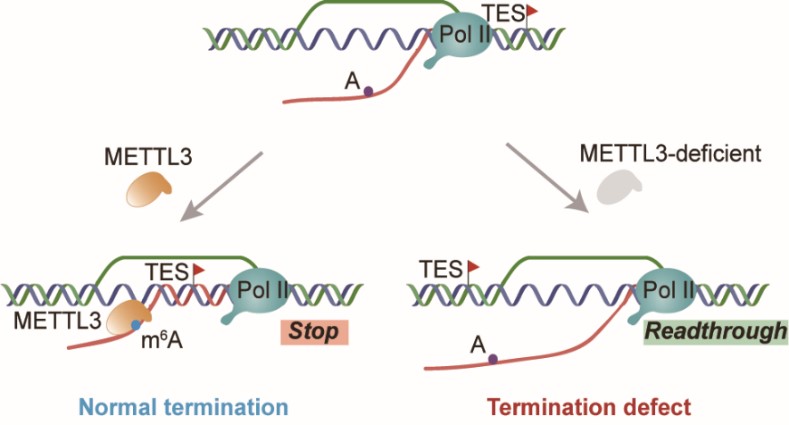 m6A Facilitates Transcription Termination Through Promoting R-loop Formation