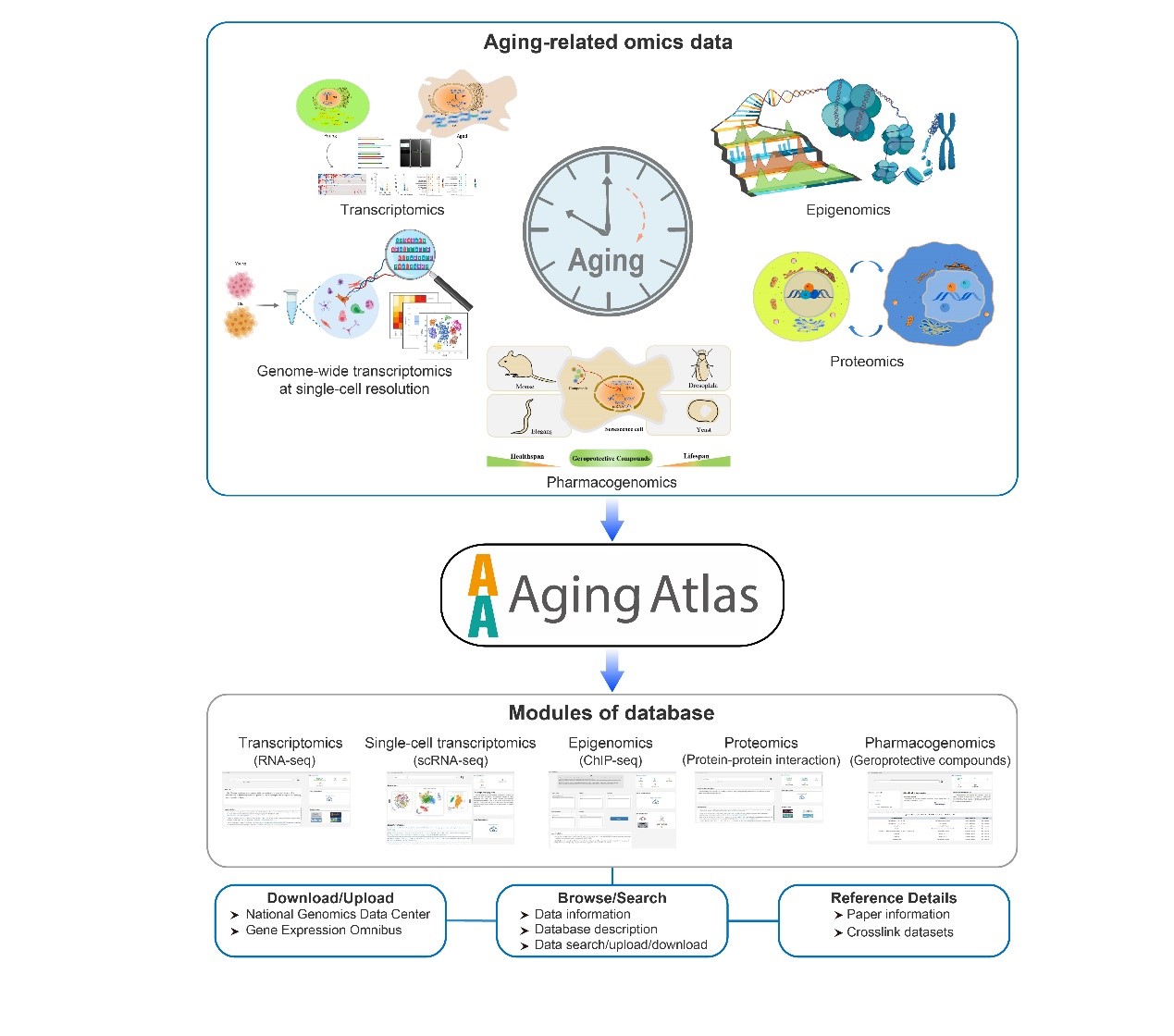 Aging Atlas—the First Multi-omics Database in Aging Biology