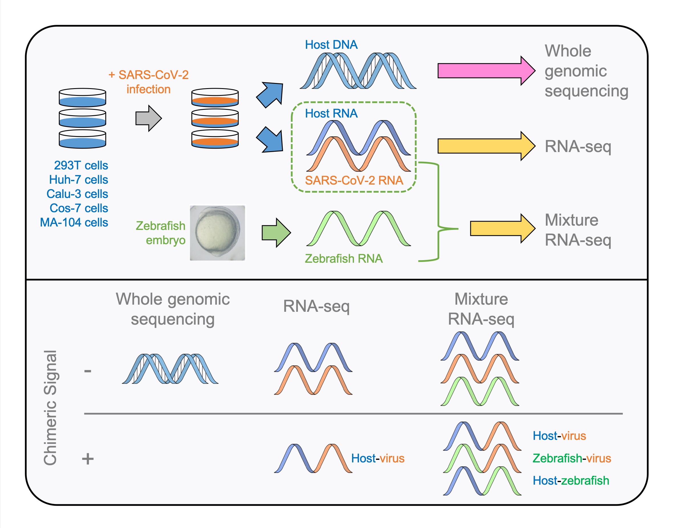 Analysis of RNA-seq and Whole Genome Sequencing Data Shows No Evidence for SARS-CoV-2 Integrating into Host Genome